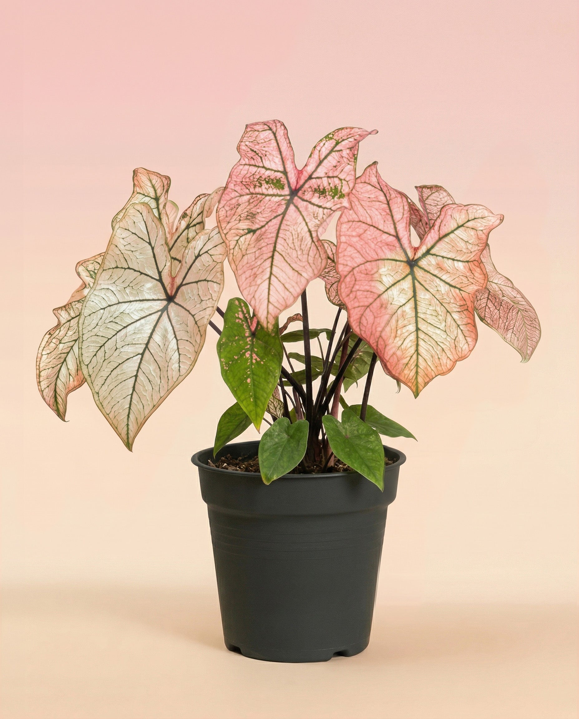 Ein getöpfertes Caladium 'Spring Fling' mit großen rosafarbenen, herzförmigen Blättern und grünen Adern, die vor einem Hintergrund mit sanftem Farbverlauf in Rosa und Beige stehen.