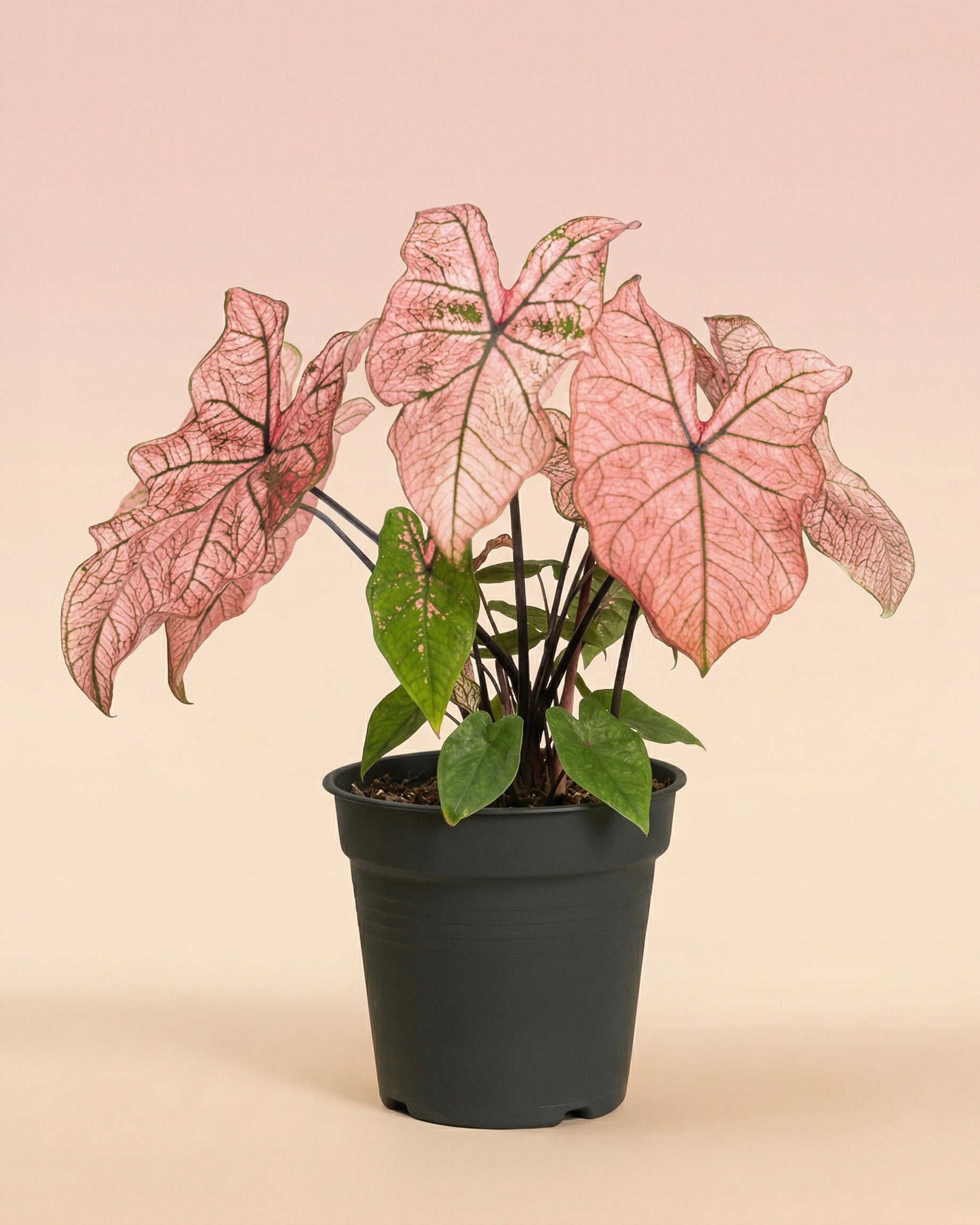 Ein getöpfertes Caladium 'Spring Fling' mit großen rosafarbenen, herzförmigen Blättern und grünen Adern, die vor einem Hintergrund mit sanftem Farbverlauf in Rosa und Beige stehen.