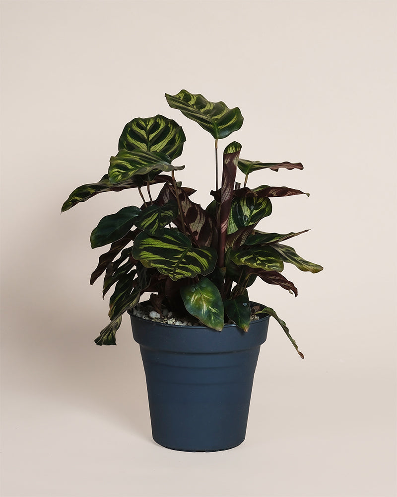 Die tierfreundliche Kleine Calathea makoyana - feey mit grünen, gestreiften Blättern und violetten Unterseiten steht in einem schlichten, dunkelblauen Topf vor hellem Hintergrund.