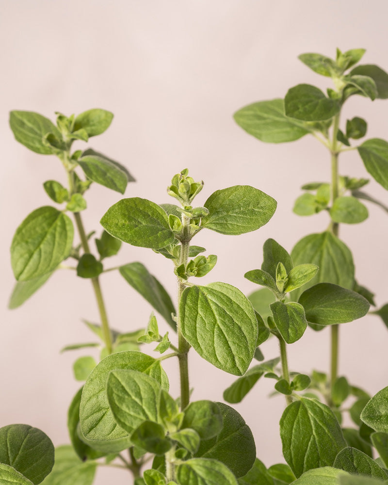 Nahaufnahme üppiger Oreganopflanzen in einem Kräutergarten mit leuchtend grünen Blättern und kleinen Blütenknospen vor einem hellen, neutralen Hintergrund. Die Oreganoblätter haben eine leicht ovale Form mit einer samtigen Textur.