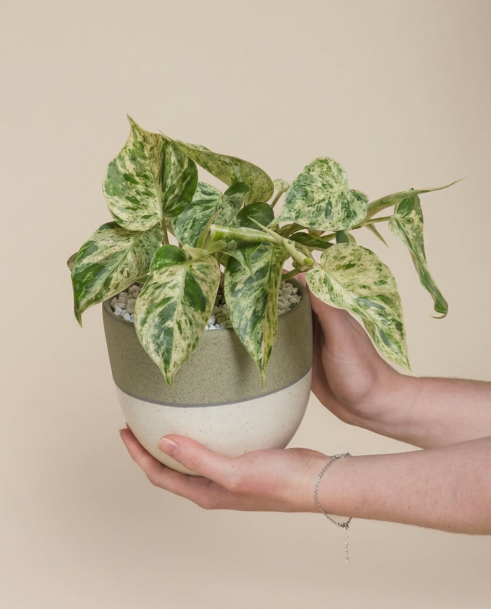 Eine Person mit einem silbernen Armband hält sanft einen Philodendron 'Oxycardium Variegata' - feey, dessen bunte Blätter in einem grün-weißen Keramiktopf vor einem schlichten beigen Hintergrund gedeihen.