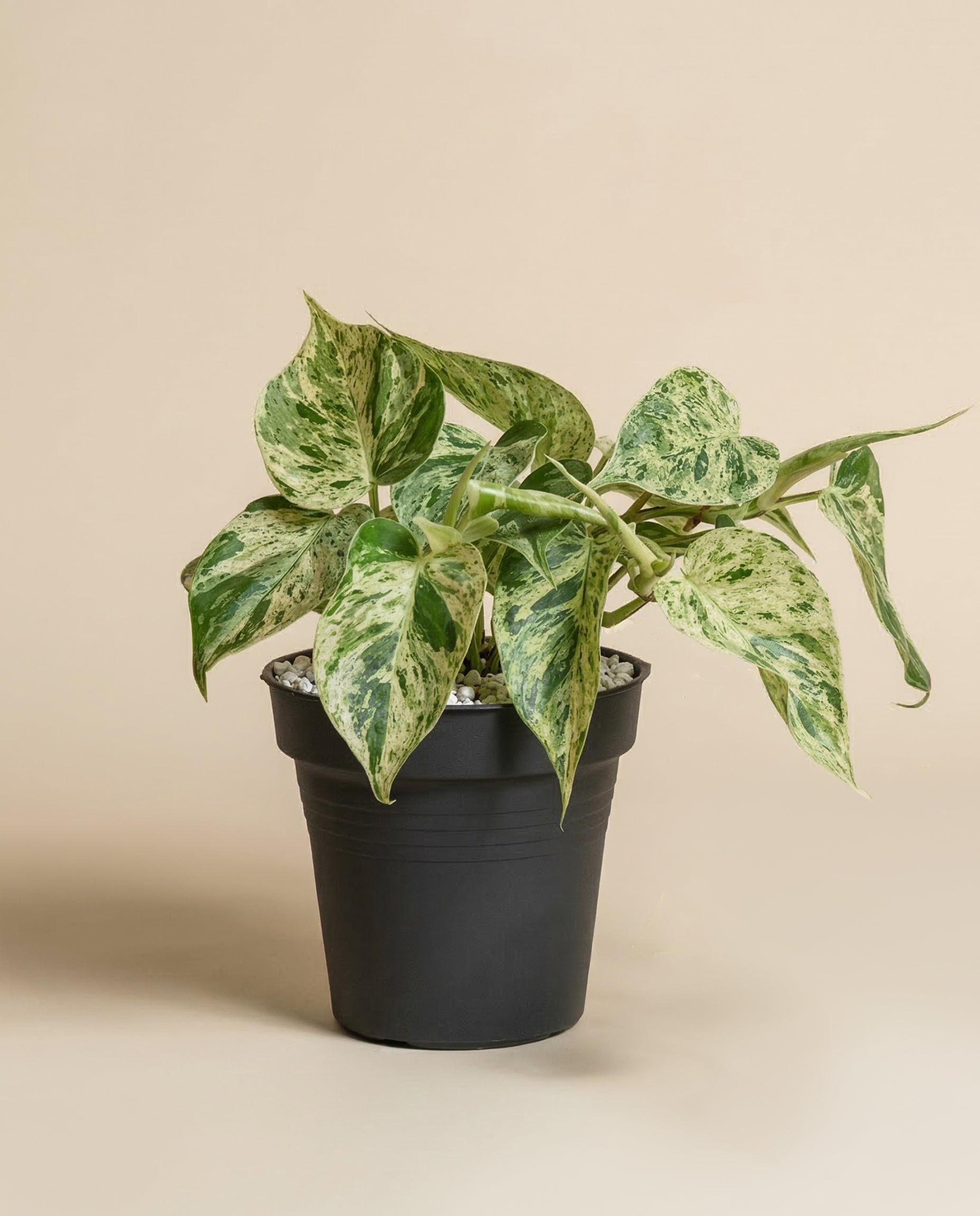 Ein Philodendron 'Oxycardium Variegata' - feey mit samtigen, grün-creme panaschierten Blättern steht in einem schwarzen Kunststofftopf vor beigem Hintergrund.