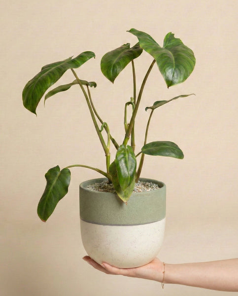 Eine Hand hält einen Philodendron 'Paraiso Verde' - feey in einem zweifarbigen Topf (hellgrün und weiß), der mit Kieselsteinen gefüllt ist. Die großen, herzförmigen Blätter der Pflanze heben sich von einem schlichten beigen Hintergrund ab.