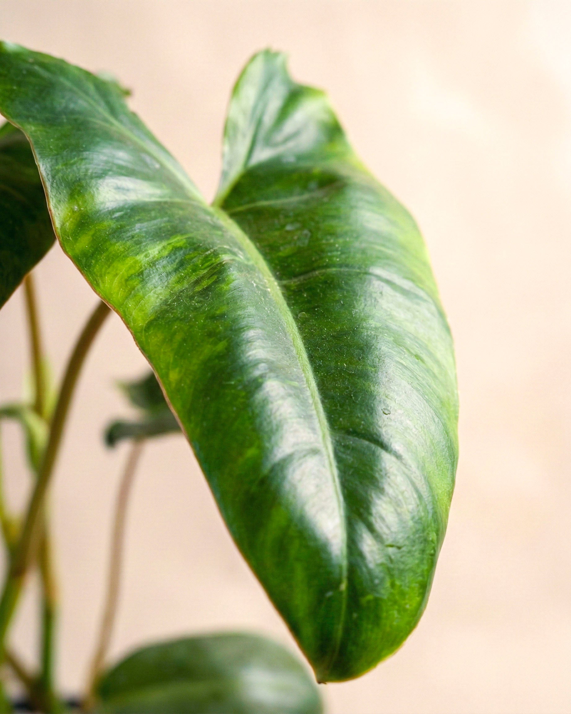 Nahaufnahme eines großen, glänzend grünen Philodendron 'Paraiso Verde' - feingliedriges Blatt mit glatter Textur und ausgeprägten Adern, herzförmig vor einfarbig beigem Hintergrund.