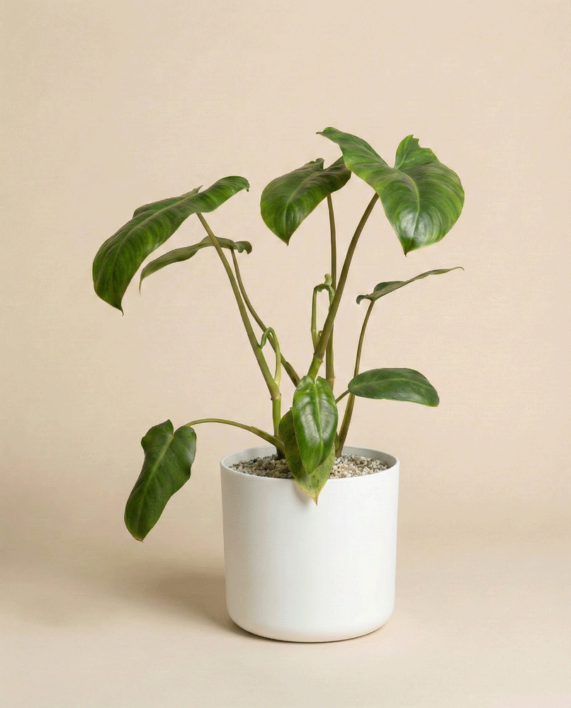 Philodendron 'Paraiso Verde' • feey