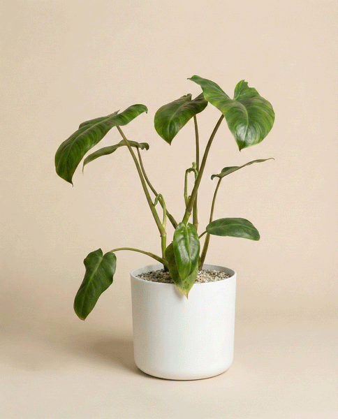 Philodendron 'Paraiso Verde' • feey