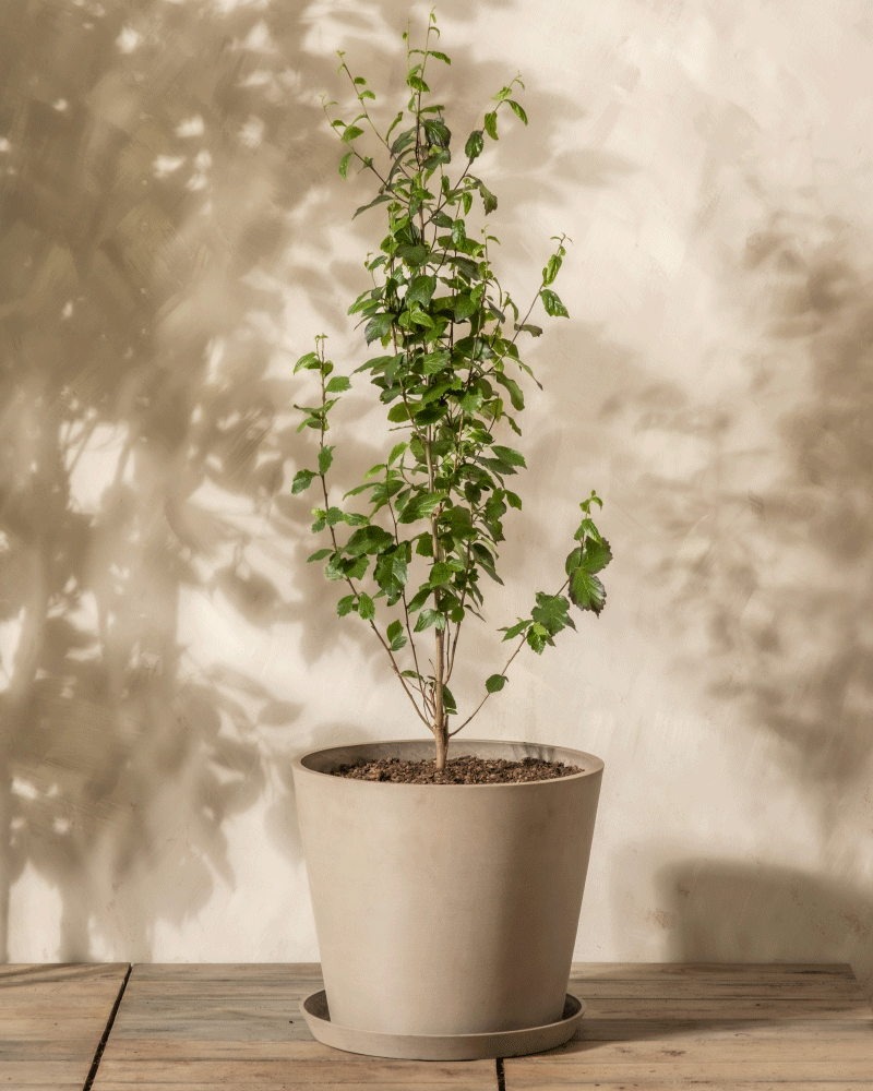 Parrotia persica im 'Amsterdam' übertopf