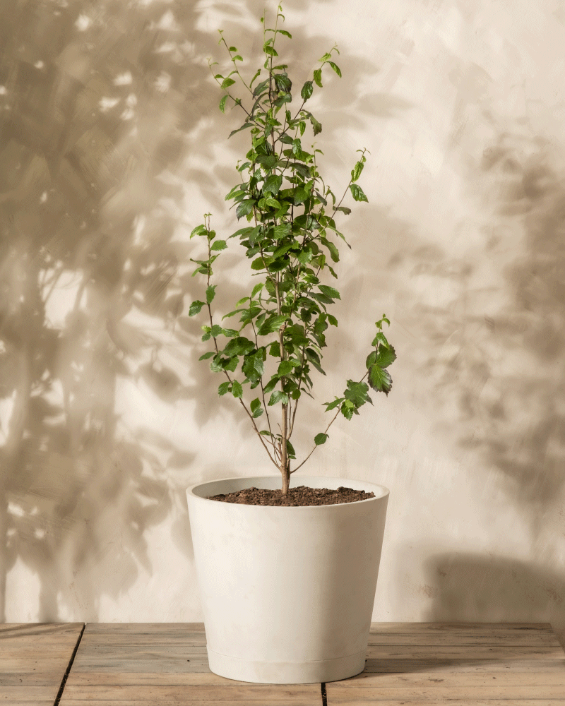 Parrotia persica im 'Venice' übertopf