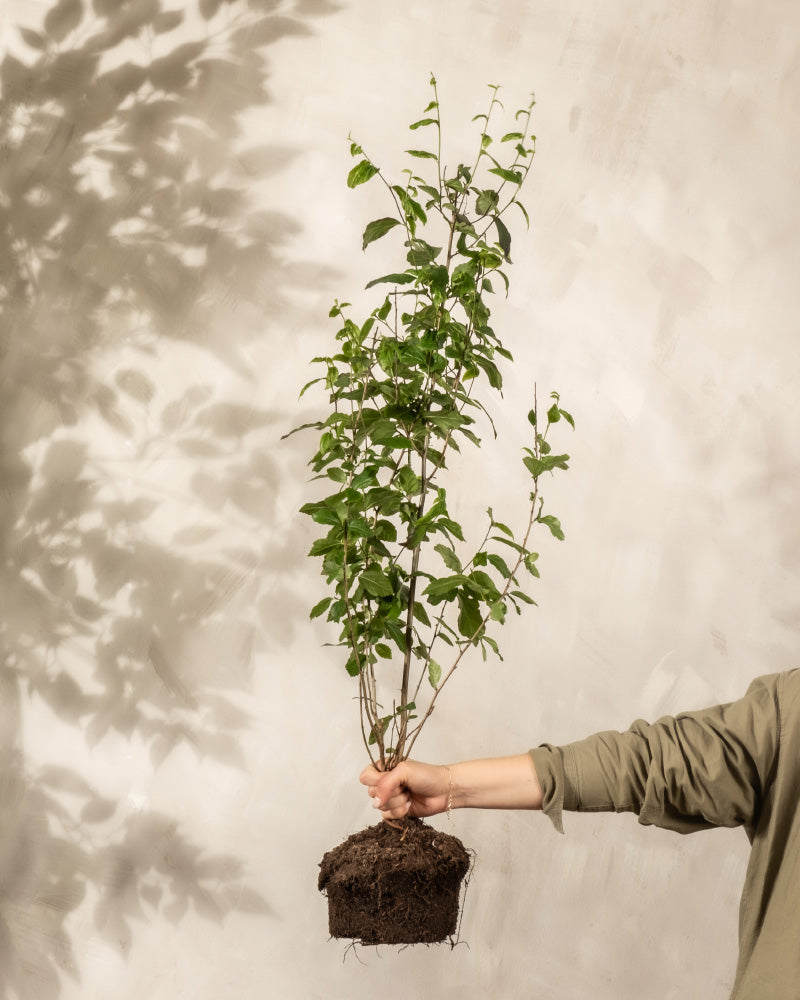 Parrotia persica ohne übertopf