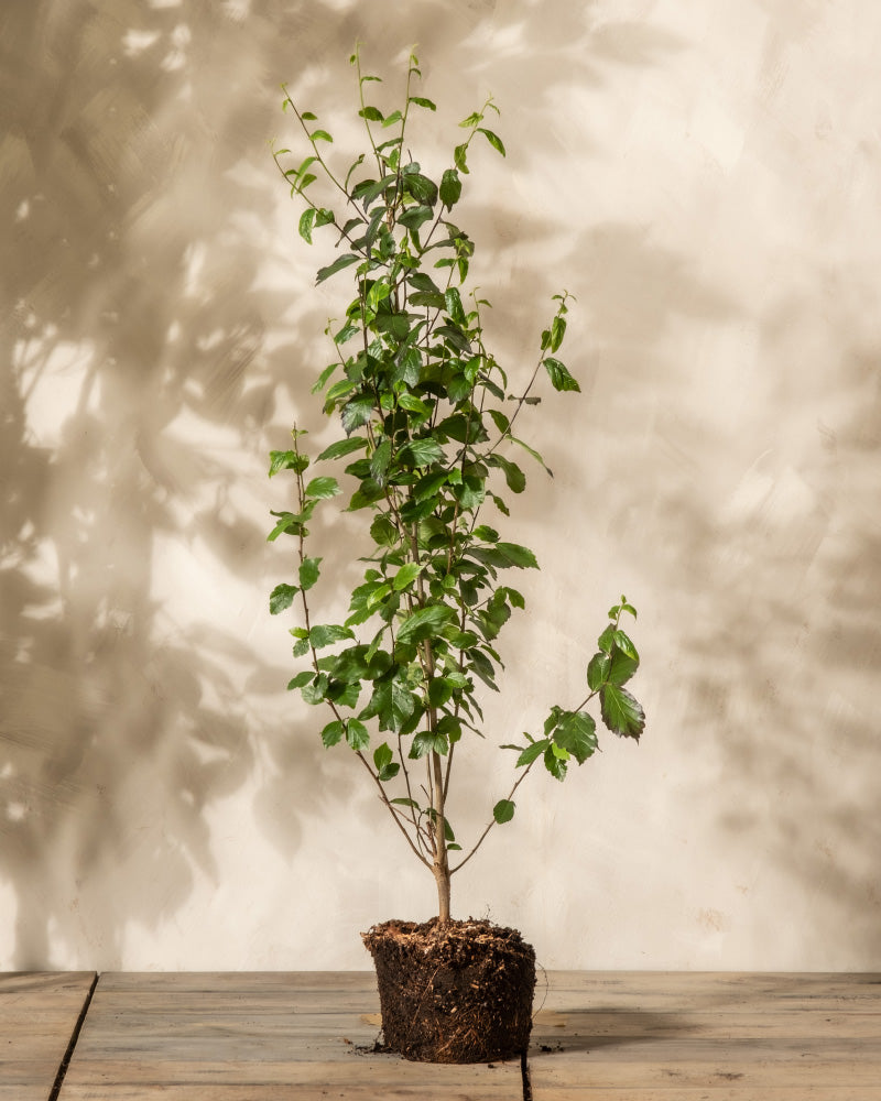 Parrotia persica ( Grösser und schön buschig mit viel Blättern) ohne Übertopf