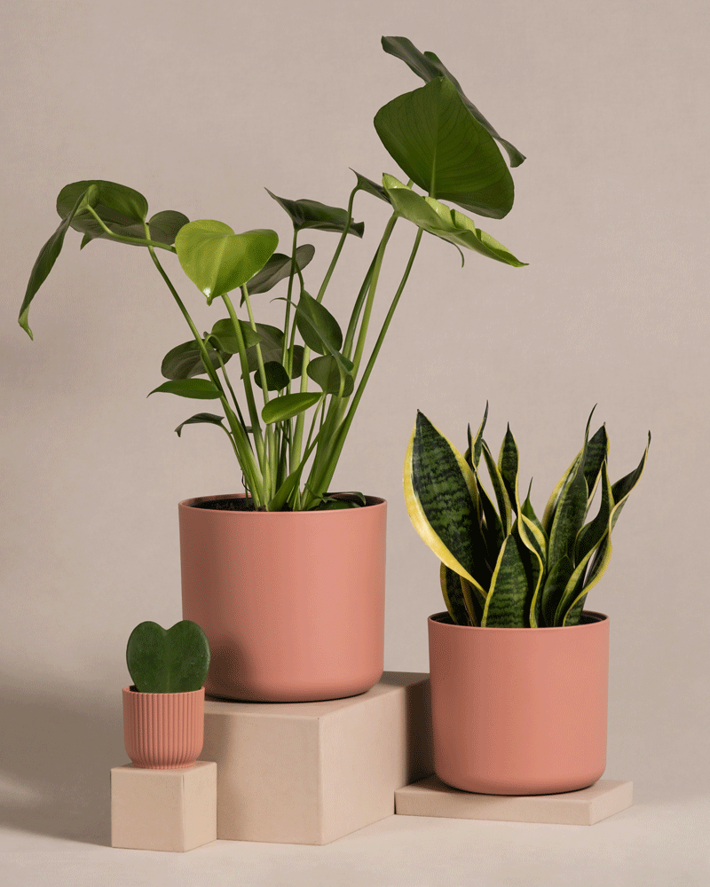 Drei Topfpflanzen aus dem Pflanzen-Bestseller-Trio, darunter eine Hoya kerii mit herzförmigen Blättern, sind in unterschiedlichen Höhen auf cremefarbenen Podesten arrangiert. Die größte, eine Monstera mit breiten grünen Blättern, und die mittelgroße Schwiegermutterzunge mit langen, gelb gerandeten Blättern, stehen in rosa Töpfen. Eine kleine Pflanze sitzt in einem rosa gerippten Topf.