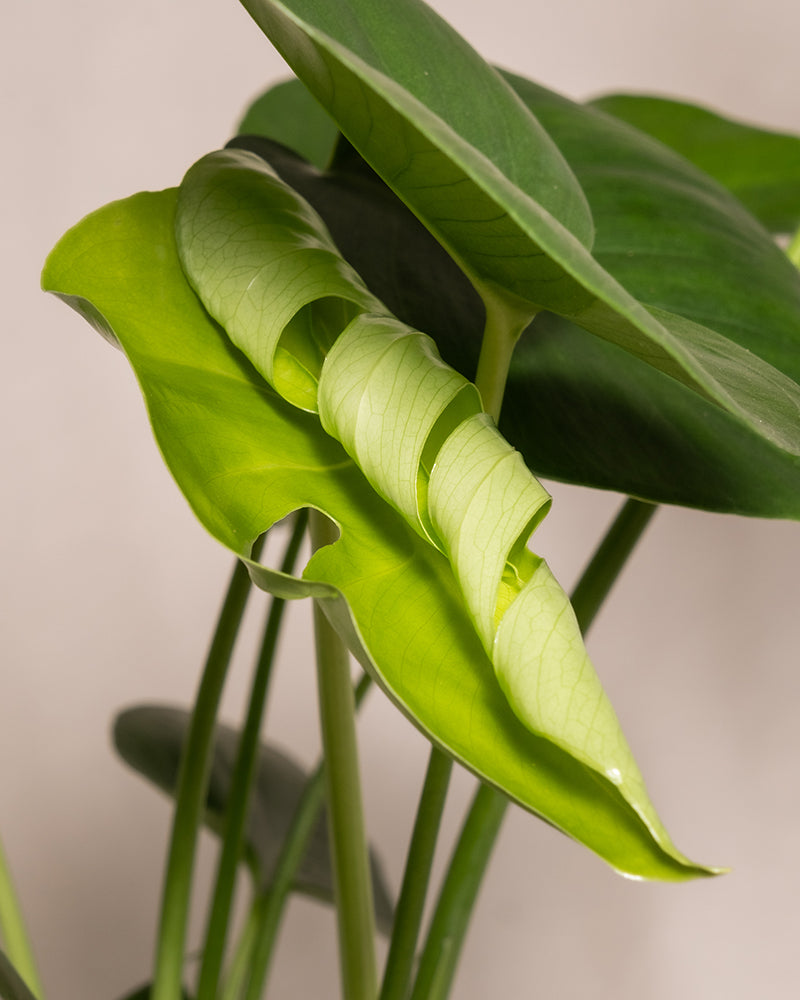 Eine Nahaufnahme eines gesunden Pflanzen-Bestseller-Trios mit leuchtend grünen Blättern. Eines der Blätter ist teilweise entfaltet und zeigt seine natürliche Krümmung während des Wachstums. Der Hintergrund hat eine sanfte, neutrale Farbe, die die komplexen Details und die Textur der Pflanzen-Bestseller-Trio-Pflanze hervorhebt.