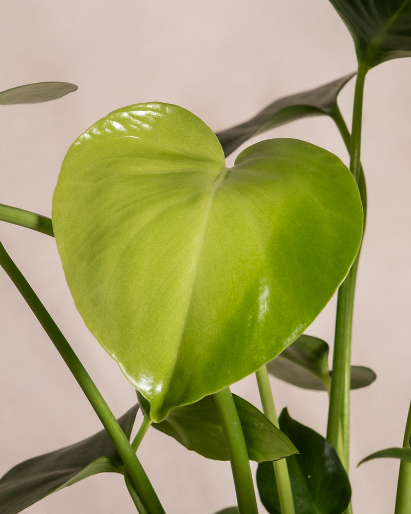 Nahaufnahme eines hellgrünen, herzförmigen Blattes einer Monstera-Pflanze mit glatter, glänzender Oberfläche. Das Blatt ist von anderem grünen Laub umgeben und der Hintergrund zeigt Pflanzen-Bestseller-Trio-Blätter auf einem neutralen, hellbeigen Hintergrund.