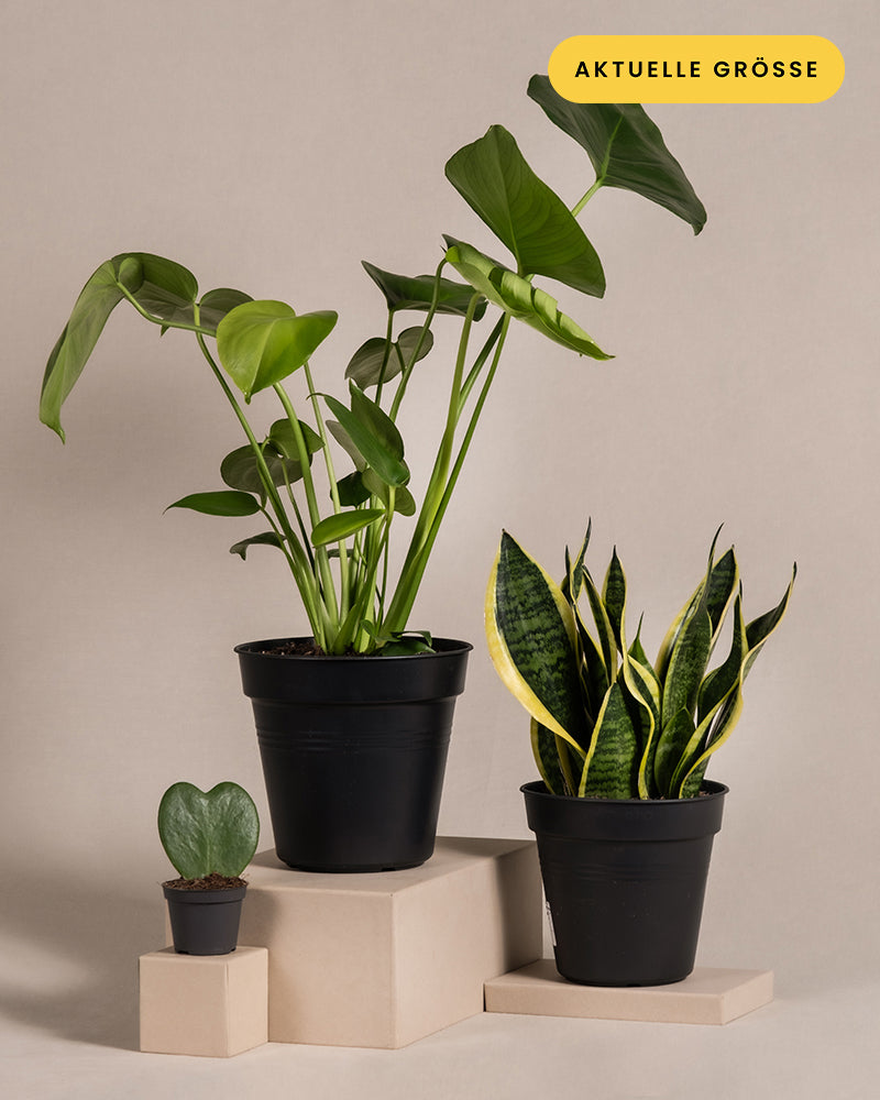 Auf beigen Podesten stehen drei Topfpflanzen: eine kleine Hoya kerii in einem winzigen schwarzen Topf, eine größere Monstera mit breiten grünen Blättern in einem mittelgroßen schwarzen Topf und eine hohe Schwiegermutterzunge mit bunten Blättern in einem großen schwarzen Topf. Auf einem gelben Etikett steht „AKTUELLE GRÖSSE“. Dies ist das Pflanzen-Bestseller-Trio.