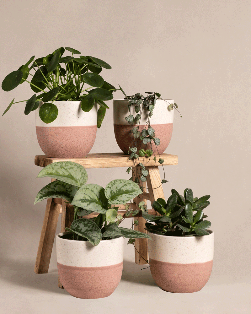 Vier Topfpflanzen, darunter ein Pflanzen-Set fürs Regal und eine Ufopflanze, sind auf einem Holzhocker und dem Boden vor einem beigen Hintergrund angeordnet. Die Töpfe sind weiß und rosa. Zu den Pflanzen gehören eine Pilea, eine Herzenskette, eine Satin-Efeutute und eine Jadepflanze. Der Hocker ist zweistufig und hält zwei der Pflanzen.