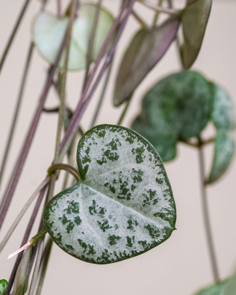 Detailaufnahme Leuchterpflanze Blatt