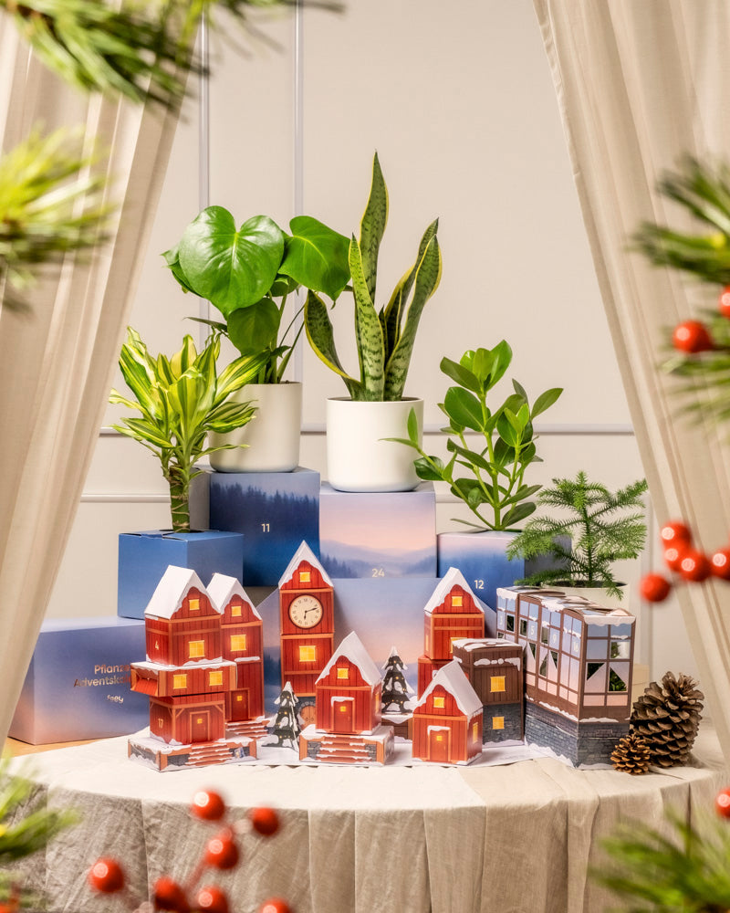 Der Pflanzen-Adventskalender (Dschungel-Version) mit einem Miniaturdorf aus beleuchteten Häusern, blauen Geschenkschachteln, einem Tannenbaum, Tannenzapfen und roten Beeren auf einem runden Tisch, der von beigen Vorhängen eingerahmt wird, ist der Höhepunkt einer festlichen Ausstellung.