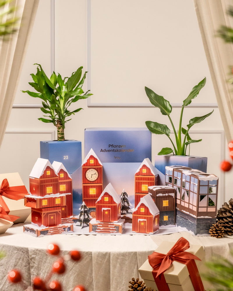 Eine festliche Auslage mit Pflanzen-Adventskalendern in Hausform, verpackten Geschenken mit roten Bändern, grünen Topfpflanzen in Blumentöpfen, Tannenzapfen und einem gemütlichen Vorhang als Hintergrund für eine warme und einladende Szene.