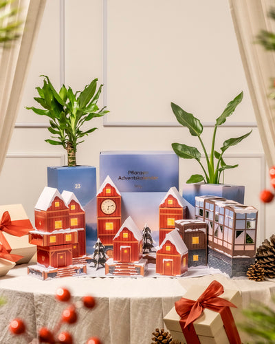 Eine festliche Auslage mit Pflanzen-Adventskalendern in Hausform, verpackten Geschenken mit roten Bändern, grünen Topfpflanzen in Blumentöpfen, Tannenzapfen und einem gemütlichen Vorhang als Hintergrund für eine warme und einladende Szene.