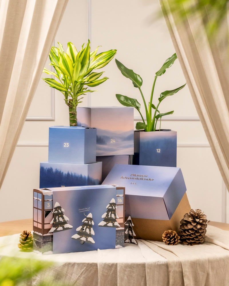 Auf einem drapierten Tisch stehen die Pflanzen-Adventskalender-Geschenkboxen mit winterlichen Motiven, grüne Topfpflanzen, Tannenzapfen und kleine dekorative Tannenbäume bilden eine reizvolle Kulisse, die von Vorhängen eingerahmt wird.