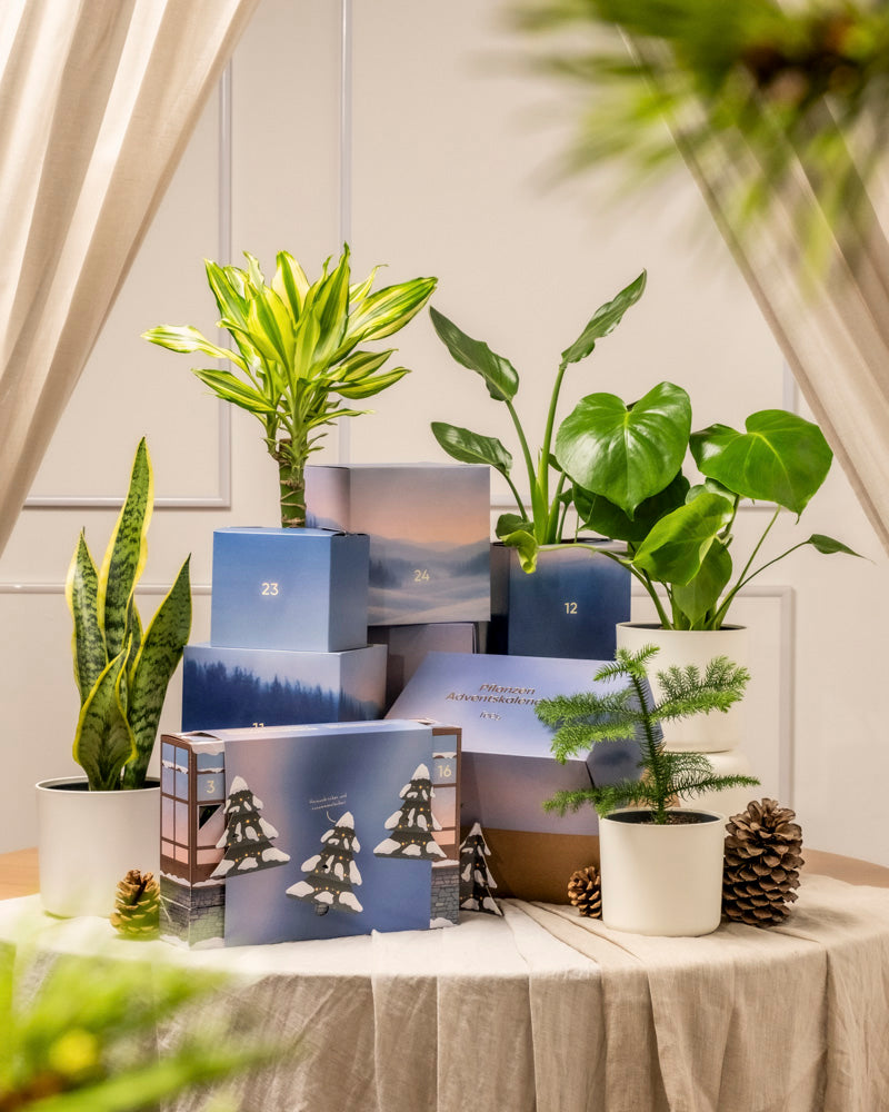 Eine Auslage mit grünen Zimmerpflanzen und Tannenzapfen, arrangiert mit blau und beige nummerierten Pflanzen Adventskalender (Dschungel-Version) Boxen auf einem drapierten Tisch, eingerahmt von hellen Vorhängen für ein gemütliches, festliches Aussehen.