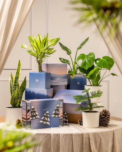 Eine Auslage mit grünen Zimmerpflanzen und Tannenzapfen, arrangiert mit blau und beige nummerierten Pflanzen Adventskalender (Dschungel-Version) Boxen auf einem drapierten Tisch, eingerahmt von hellen Vorhängen für ein gemütliches, festliches Aussehen.