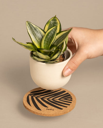 Hand stellt eine Babypflanze auf einen Pflanzenuntersetzer aus Kork von feey