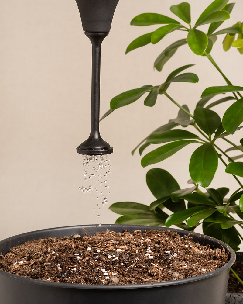 Eine Giessbrause spritzt sanft Wasser auf die Erde einer Topfpflanze, jeder Tropfen wie ein sanfter Regenschauer. Die Pflanze mit ihren üppigen grünen Blättern steht elegant vor einem neutralen Hintergrund.