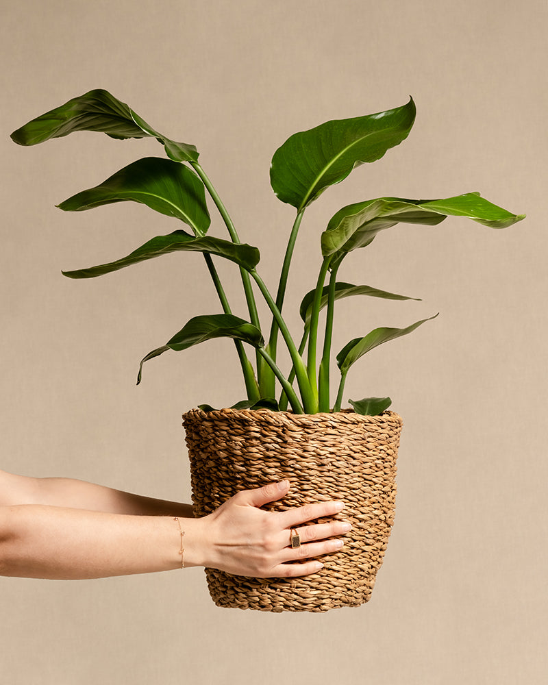 Eine Hand hält eine Topfpflanze mit breiten grünen Blättern in einem geflochtenen Pflanzenkorb aus Seegras (Kesat | 22 cm ⌀) vor einem schlichten beigen Hintergrund und schafft so eine sommerliche Oase.