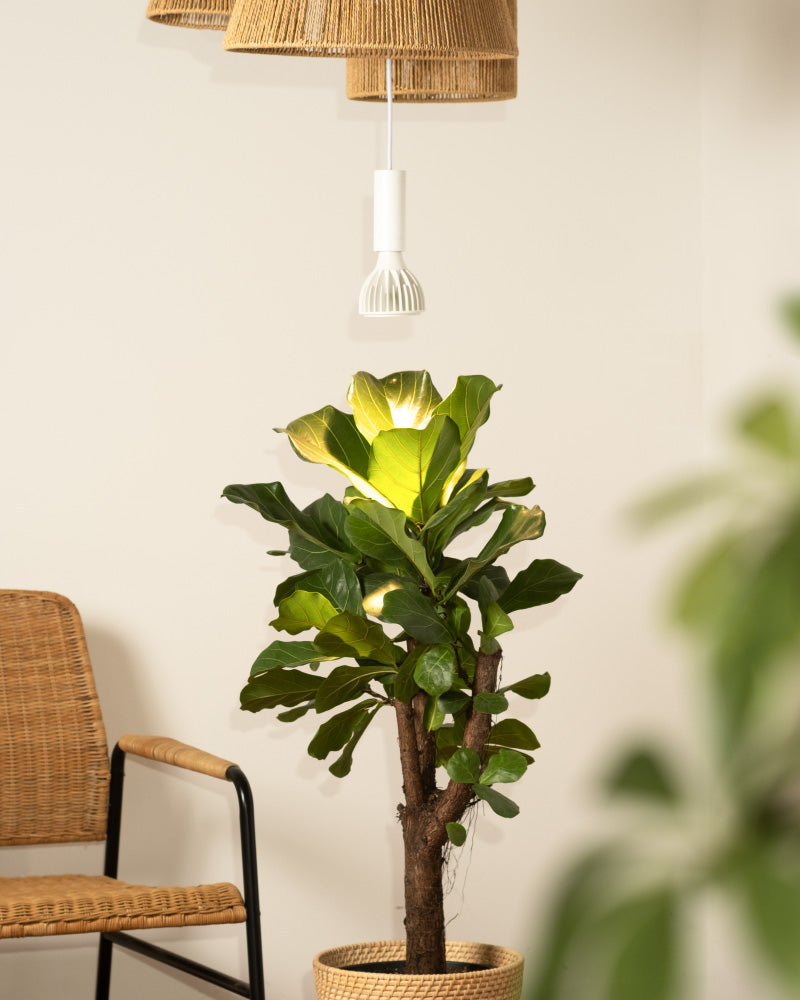 Pflanzenlampe 'Staila'