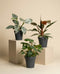 Schweizer Philodendron-Trio