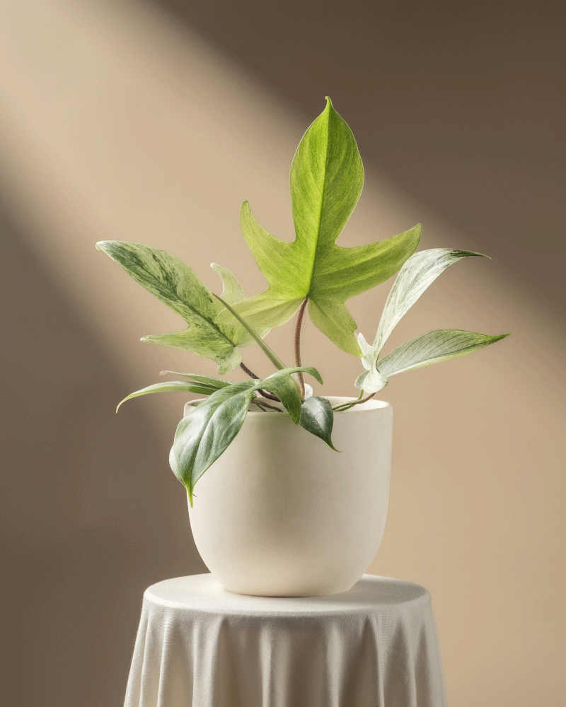 Philodendron 'Florida Ghost'