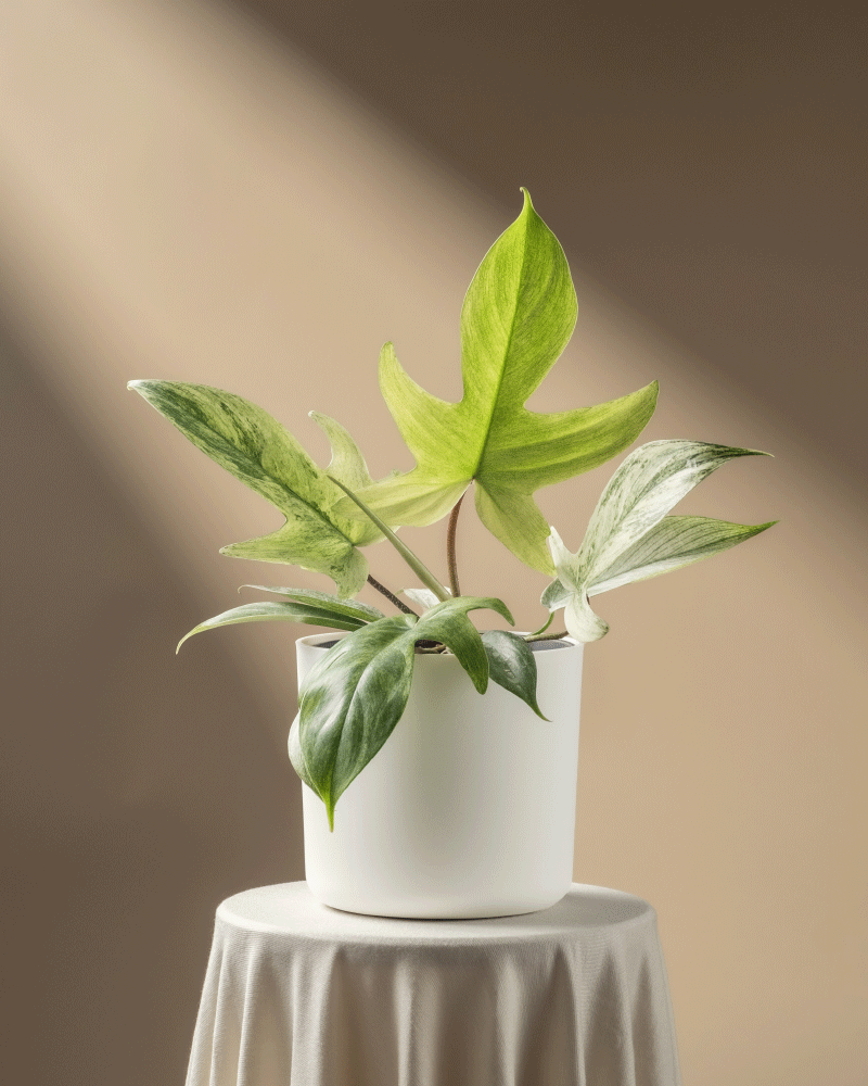 Philodendron 'Florida Ghost'