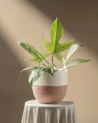 Philodendron 'Florida Ghost'