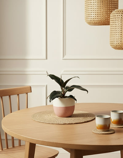 Philodendron 'Imperial Red' • feey