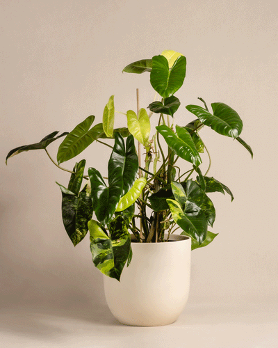 Der Philodendron burle marx variegata mit seinen kräftigen, üppigen grünen Blättern wird elegant in einem schlichten weißen Topf vor einem neutralen Hintergrund präsentiert und gedeiht bei sorgfältiger Pflanzenpflege.