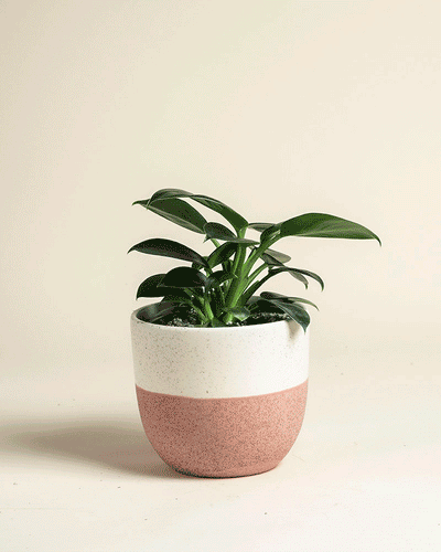 Ein kleiner Philodendron 'Imperal Green' - feey, eine beliebte Zimmerpflanze mit breiten Blättern, sitzt in einem weiß-rosa Keramiktopf auf einem hellen, neutralen Hintergrund.