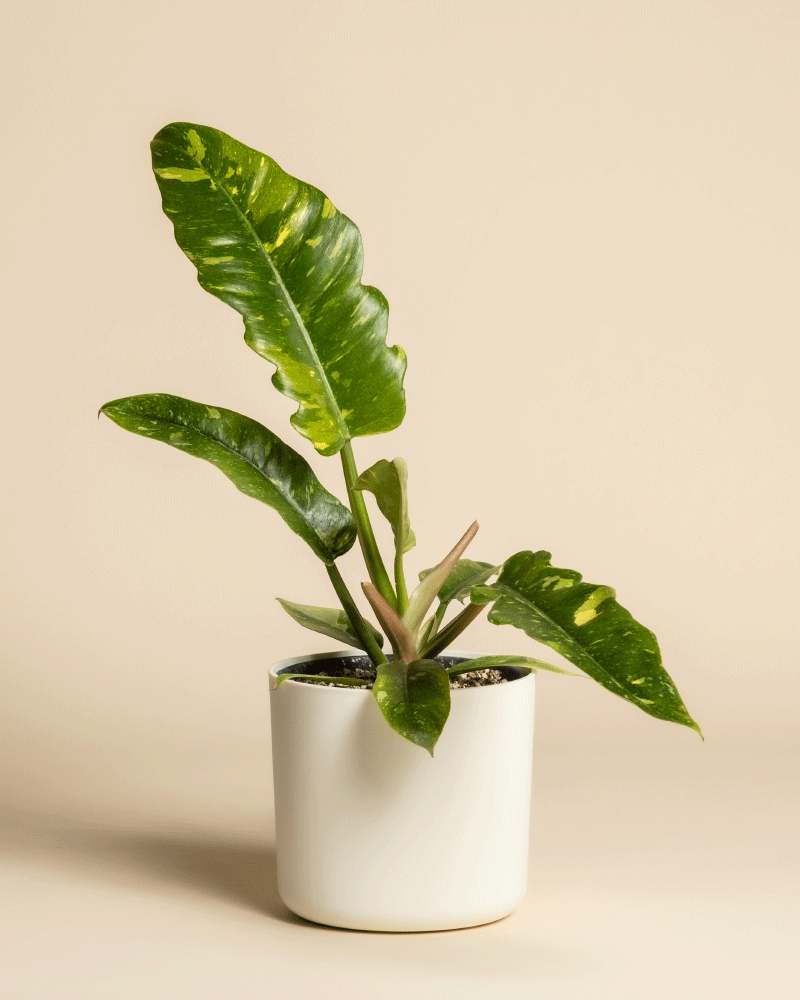 Der Philodendron 'Ring of Fire' - feey, mit großen, glänzenden, gelb panaschierten Blättern, steht in einem einfachen weißen Keramiktopf vor einem schlichten beigen Hintergrund.
