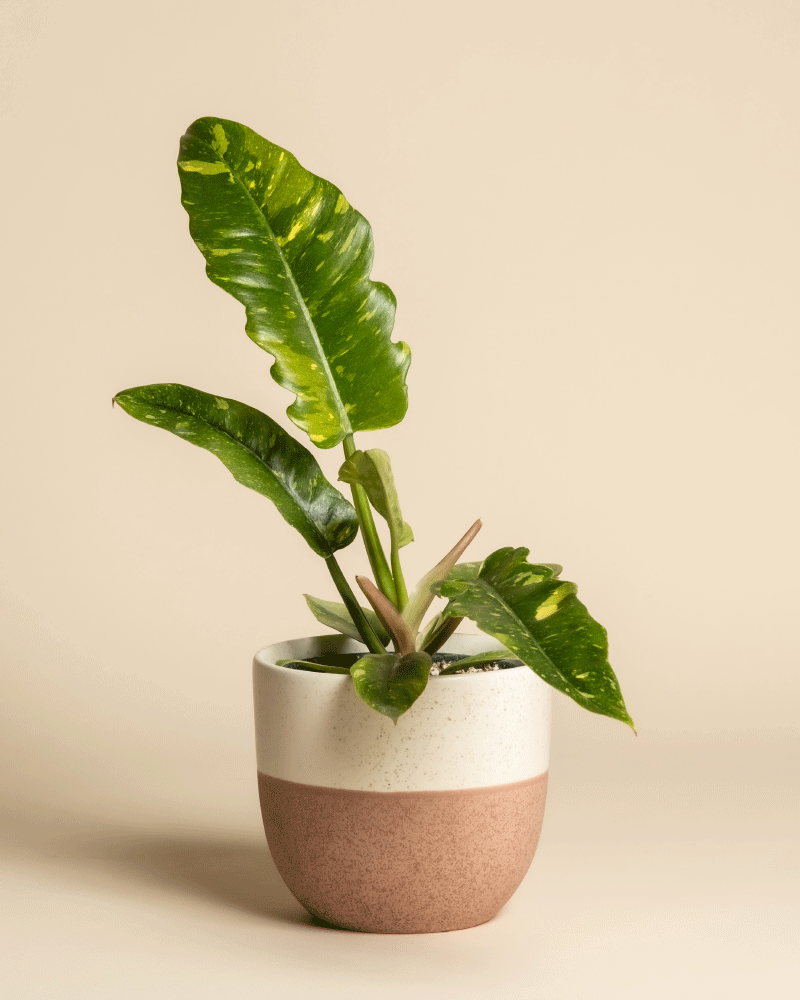 Ein Philodendron 'Ring of Fire' - feey mit großen grünen Blättern, von denen einige eine gelbe Panaschierung aufweisen, steht in einem weißen und hellbraunen Keramiktopf vor einem einfarbig beigen Hintergrund.