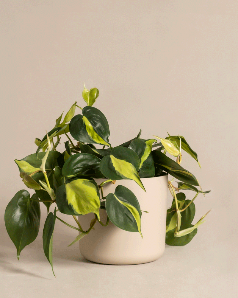 Philodendron scandens Brasil im verschiedenen 'Lumi' Kunststoff-Topf von feey