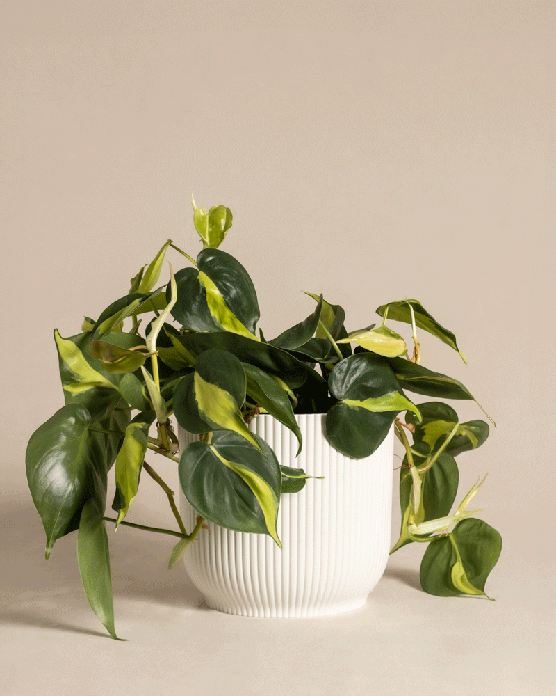 Philodendron scandens Brasil im verschiedenen 'Vibes' Kunststoff-Topf von feey