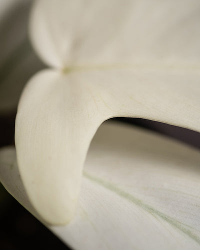 Detailaufnahme Blatt Philodendron florida ghost