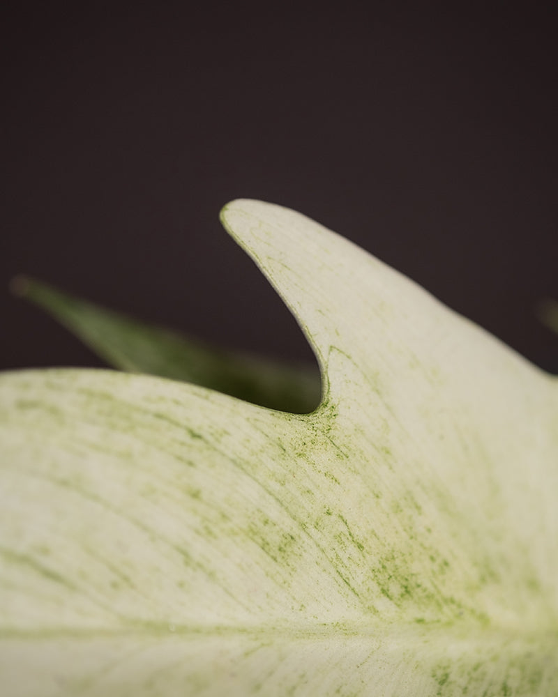 Detailaufnahme Philodendron florida ghost