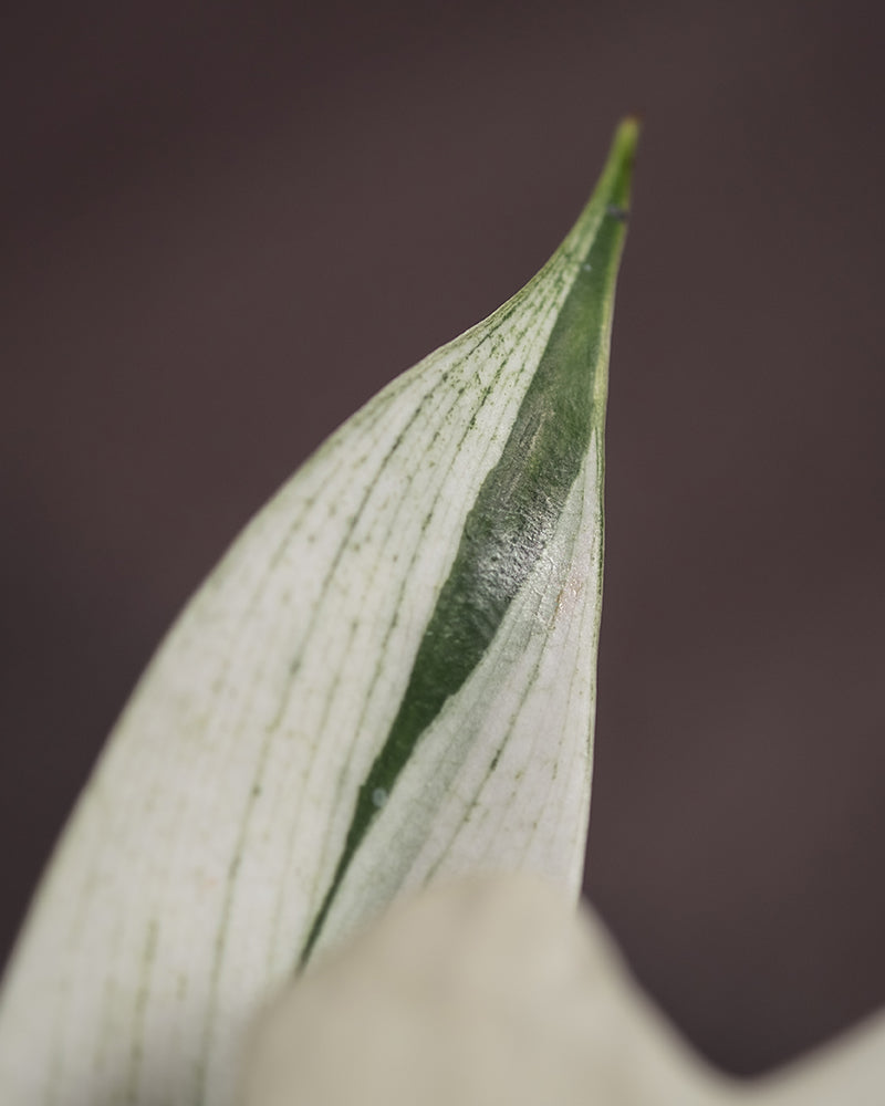 Detailaufnahme Philodendron florida ghost