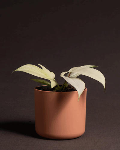 Philodendron florida ghost im Soft Kunststofftopf von feey