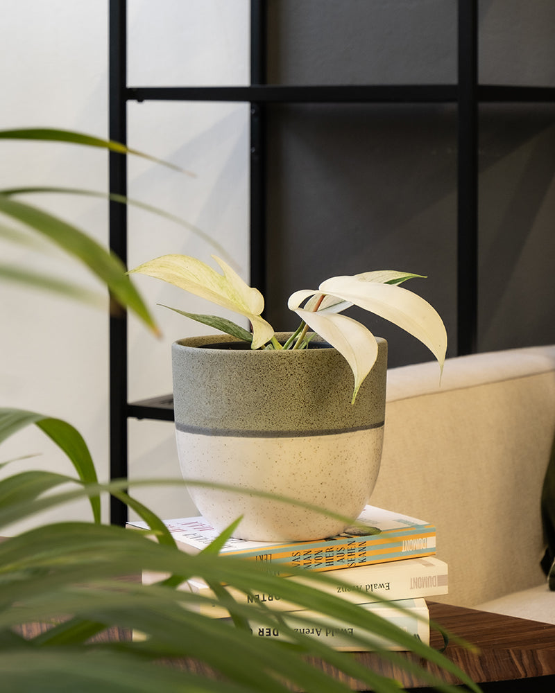 Philodendron florida ghost in einem Keramiktopf auf einem Wohnzimmertisch