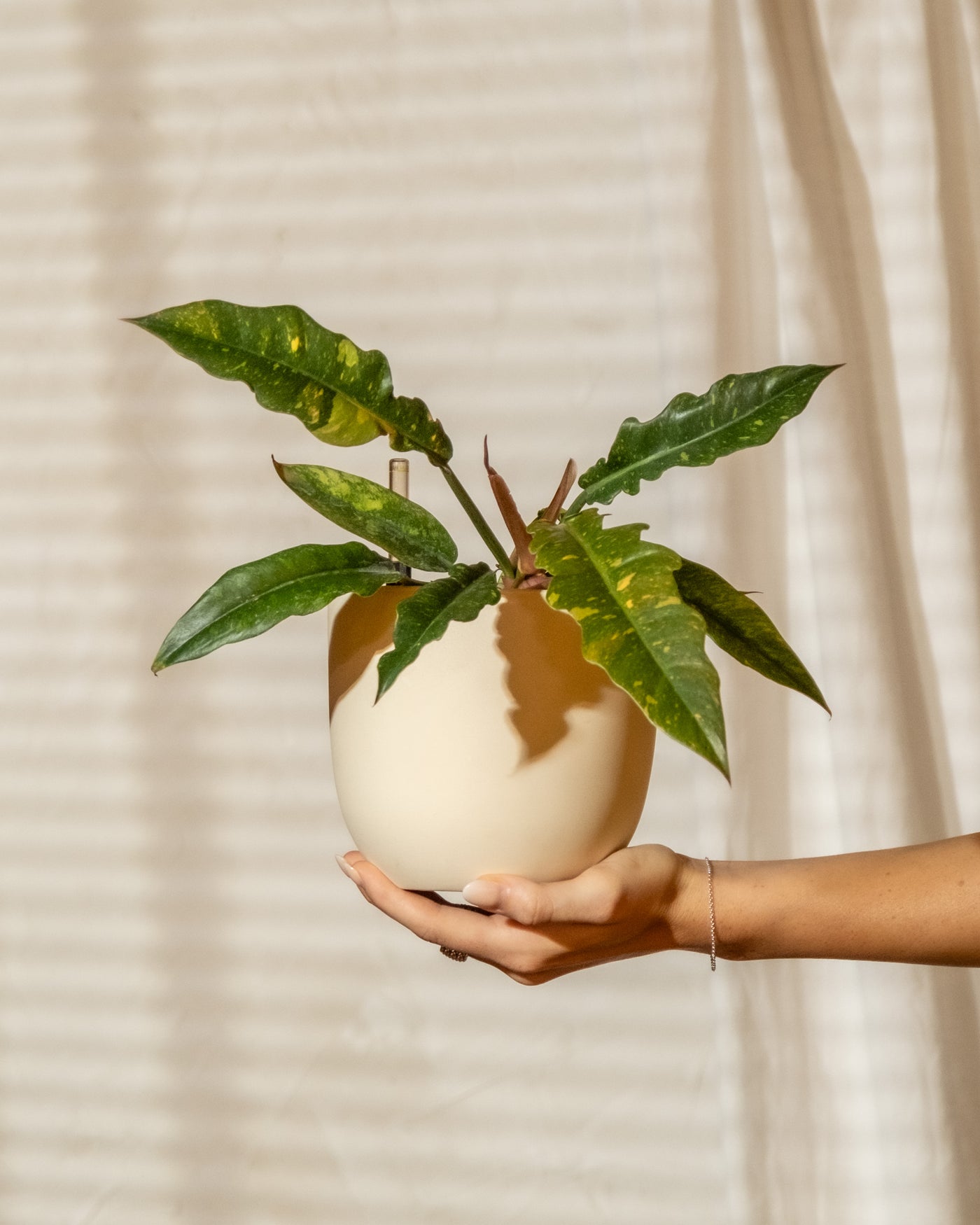 Eine Hand hält einen kleinen beigen Topf mit dem Hydro • Philodendron Ring of Fire, der seine länglichen Blätter zeigt, von denen zwei elegante gelbe Sprenkel aufweisen. Der sanft verschwommene Hintergrund mit Vorhängen und durch Jalousien einfallendem Licht schafft eine ruhige Innenumgebung, perfekt für Hydrokultur.