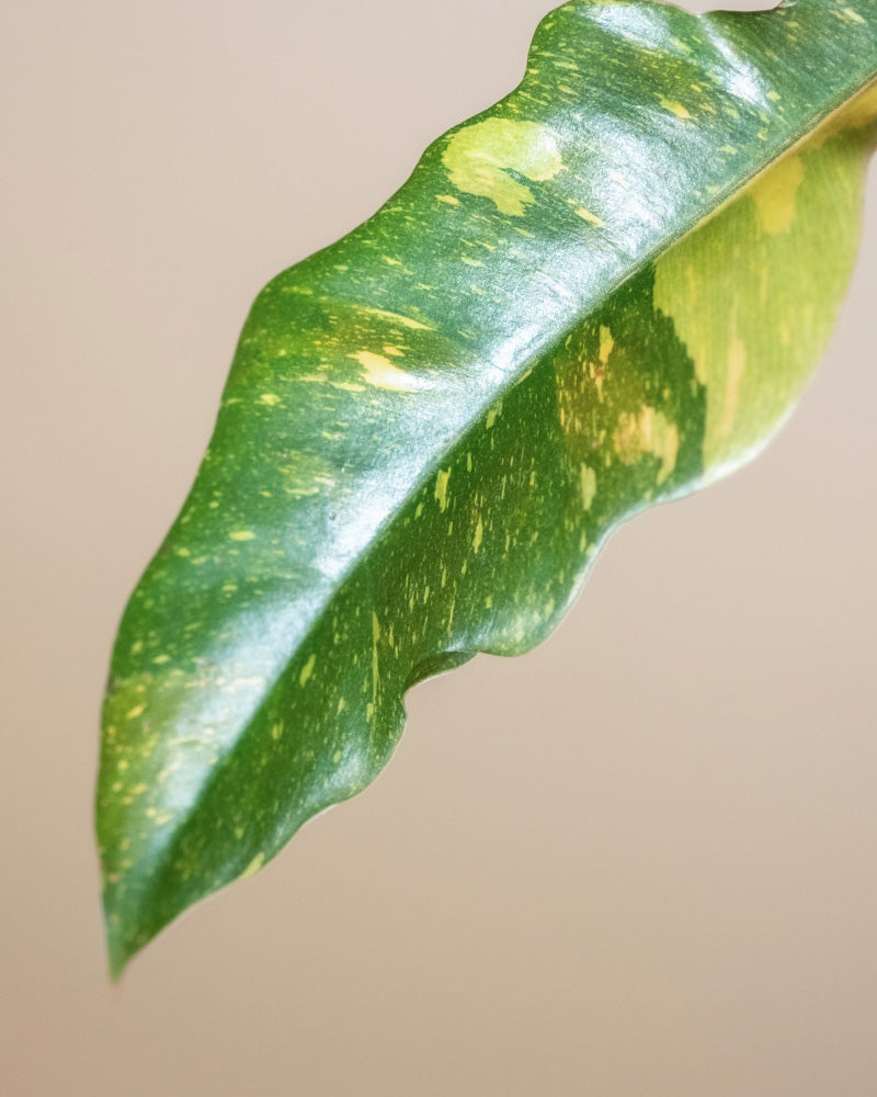 Nahaufnahme eines Hydro • Philodendron Ring of Fire-Blattes mit gelben Sprenkeln und gewellten Rändern vor einem neutralen Hintergrund. Die Blattoberfläche hat einen glänzenden Schimmer, der das Licht reflektiert und die leuchtende Schönheit der Pflanze in Hydrokultur zur Geltung bringt.