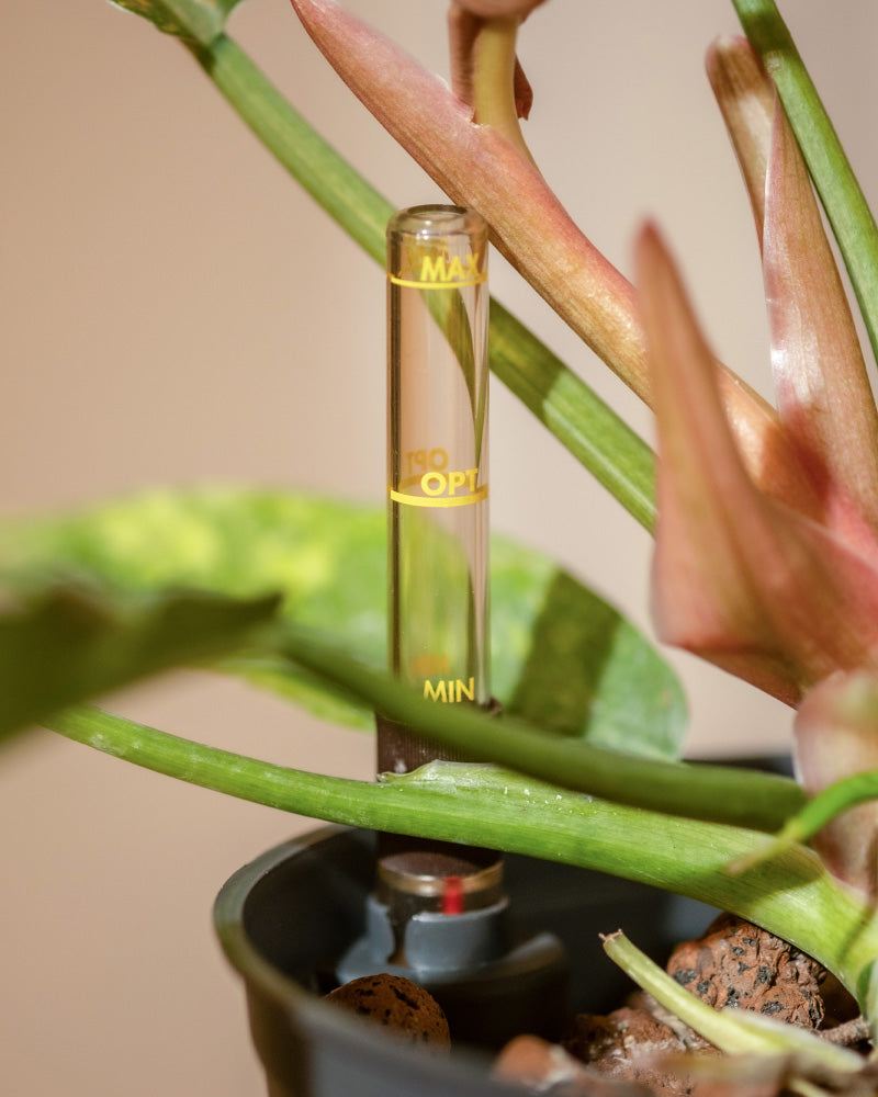 Nahaufnahme eines klaren, vertikalen Wasserstandsanzeigers, eingebettet in einen Hydro • Philodendron Ring of Fire. Der Anzeiger zeigt die gelb markierten Pegel „MIN“, „OPT“ und „MAX“. Grüne Blätter und Pflanzenstängel umgeben den Hydrokultur-Anzeiger, und ein unscharfer Hintergrund vervollständigt das Bild.