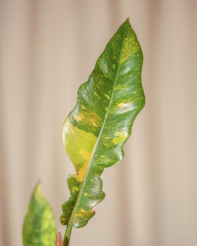 Nahaufnahme eines einzelnen grünen Blattes eines Hydro-Philodendrons „Ring of Fire“ mit bunten gelben Flecken und einer leichten Kräuselung vor einem unscharfen beigen Hintergrund.